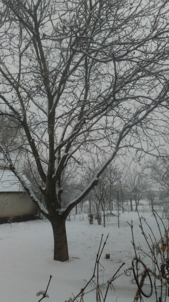 Püspökladány