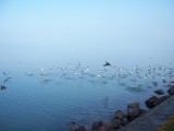 Balatonszabadi