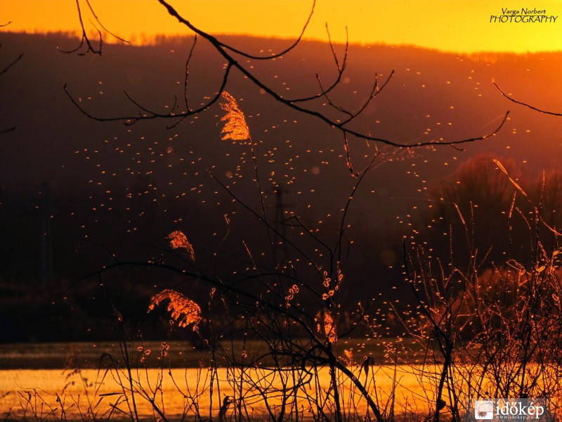 Szúnyogok naplemente idején a Badacsonytördemici ártéren