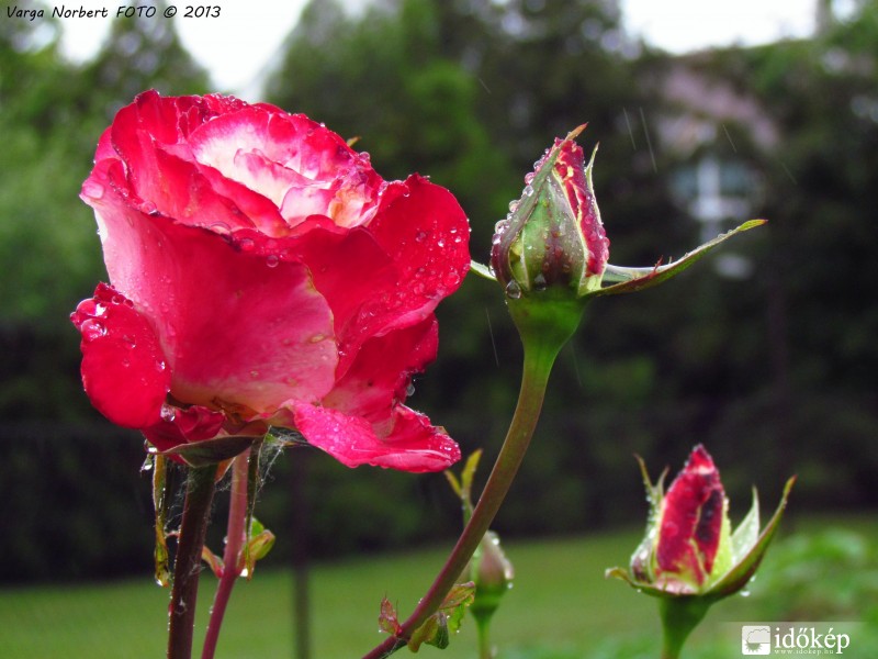Rózsa a szitáló esőben