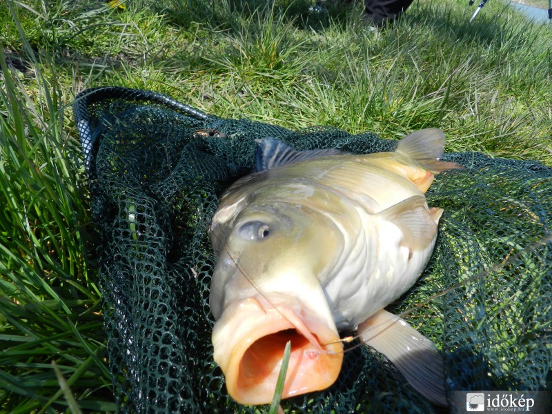 Tavaszi 2,1-es tükrös.