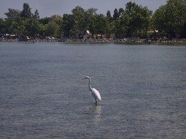 Balatonfenyves