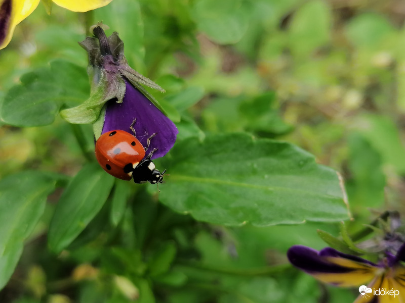 Ladybird