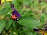 Ladybird