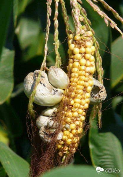 Üszöggomba a kukoricán