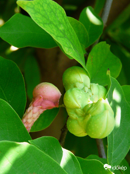 Színesedik már a liliomfa termése
