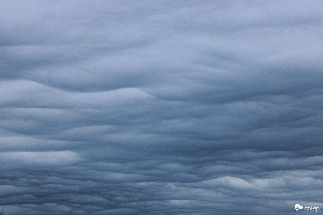 Undulatus asperatus