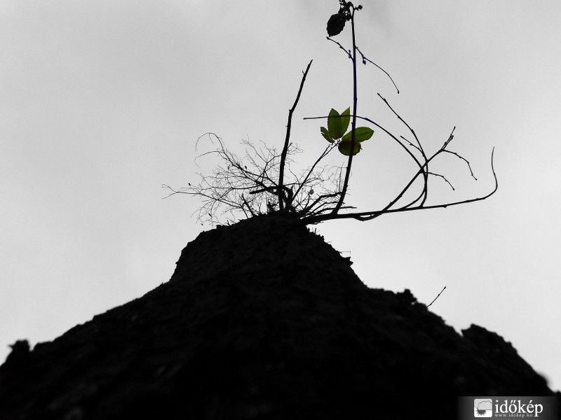 Az utolsó színfolt.