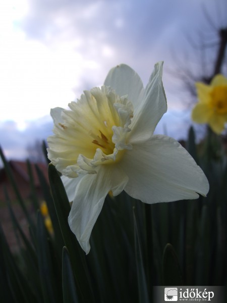 Nárciszok