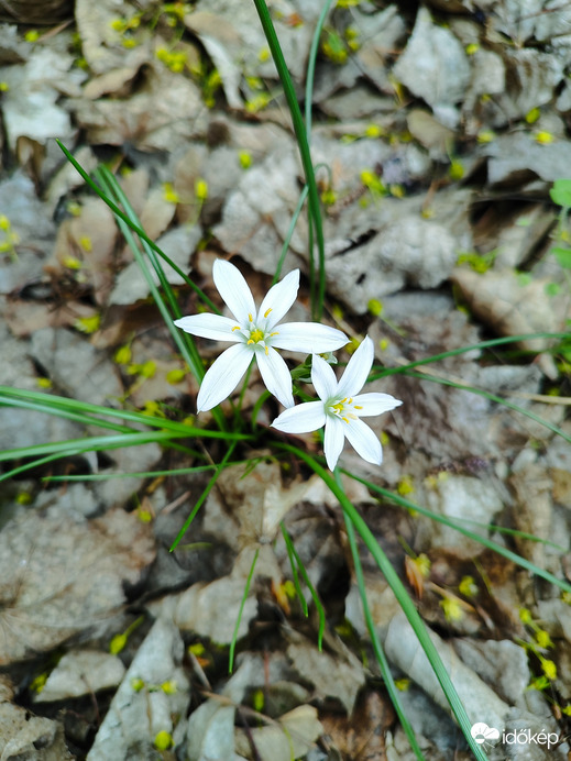 Tavaszi virág 
