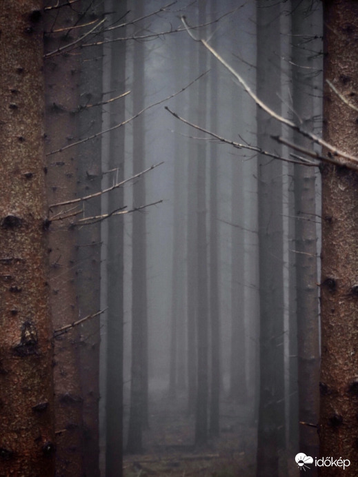 Misztikus erdő