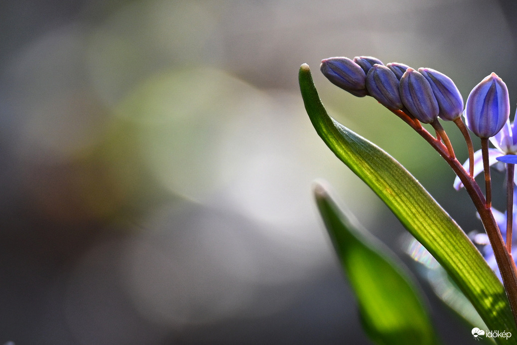 Ligeti csillagvirág 