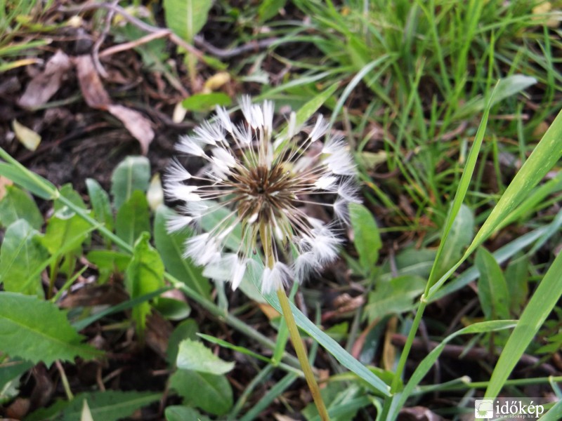 Ázott pitypangtermés