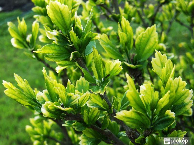 Mályvacserje levelei