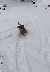 Tetszik ez a nagy hó 