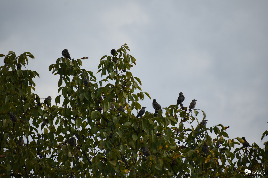 Gyülekező seregélyek