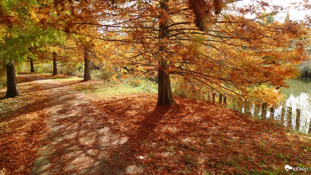 Őszi hangulat az újszegedi Holt-Marosnál 