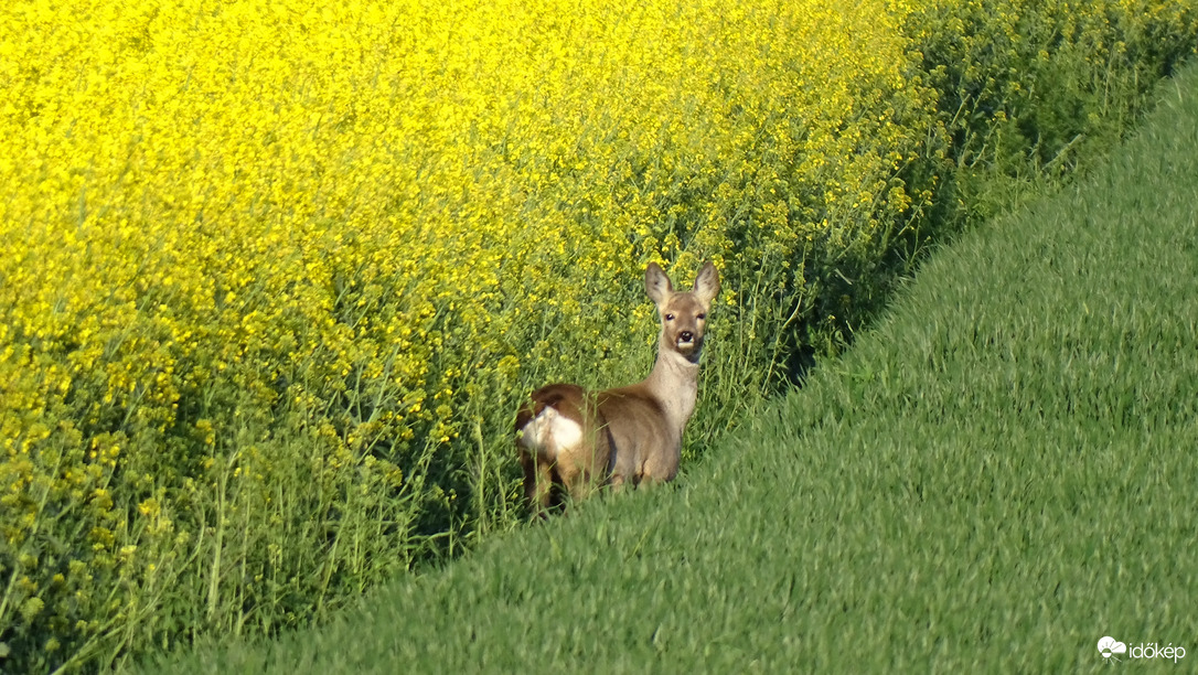 Csodaszép fotómodell... 