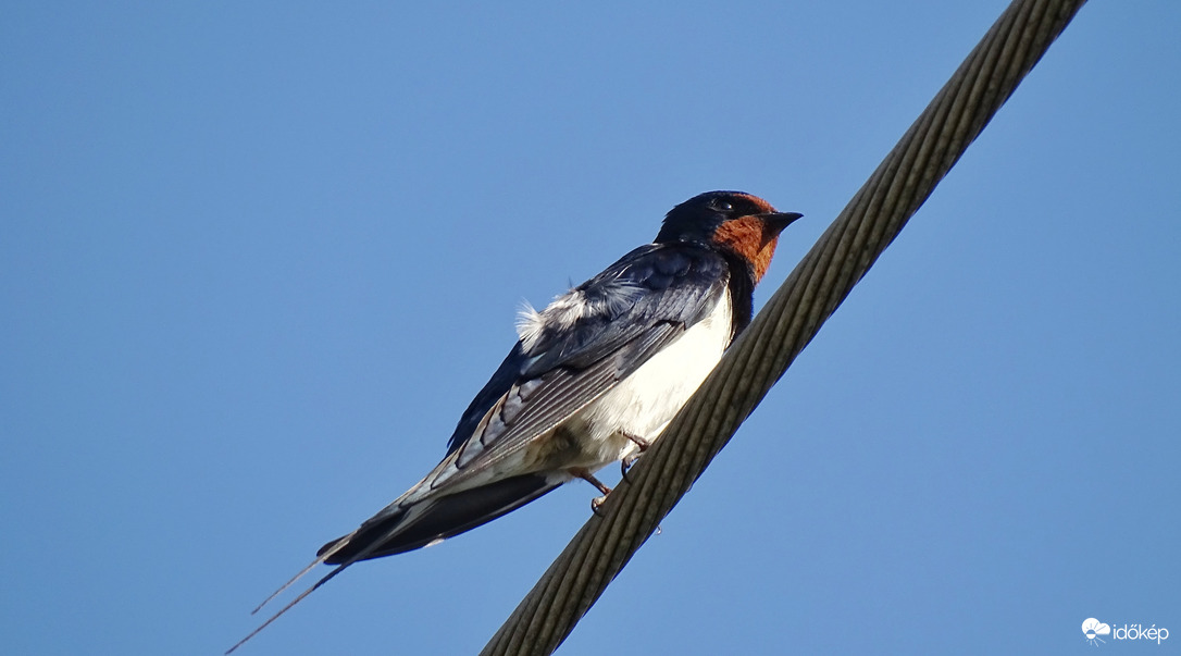 Borzas füsti fecske
