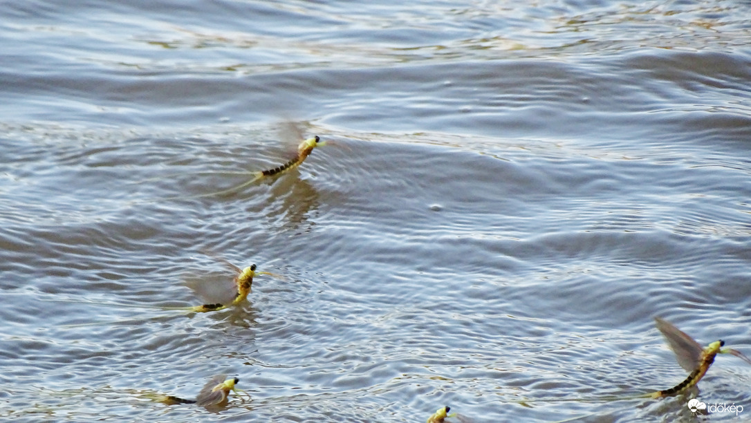 Tiszavirágzás, Szeged, Tisza-Maros torkolat