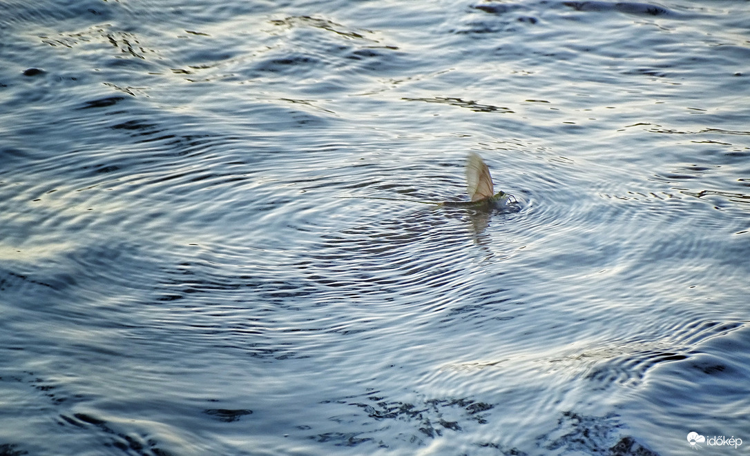 Tiszavirágzás, Szeged, Tisza-Maros torkolat