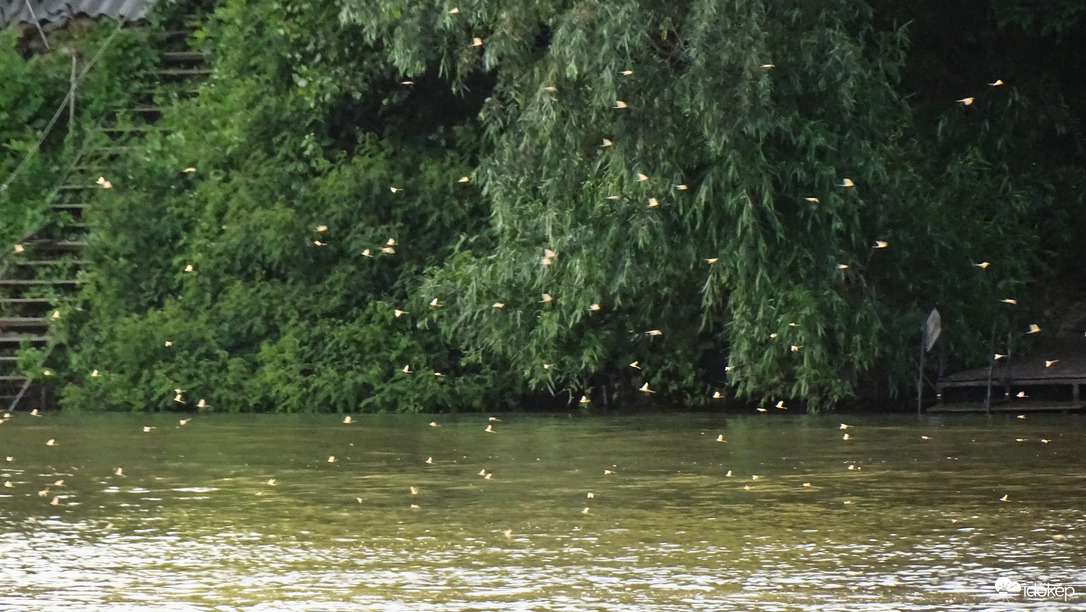 Tiszavirágzás, Szeged, Tisza-Maros torkolat