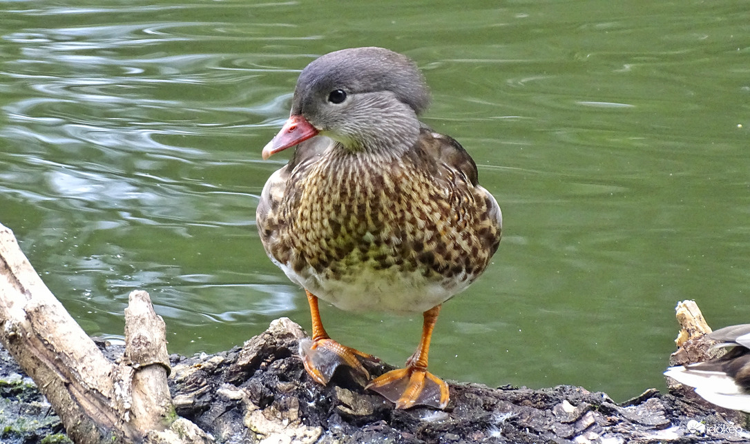 Mandarinréce tojó a Holt-Maroson 