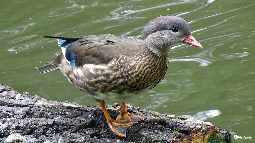 Mandarinréce tojó a Holt-Maroson 