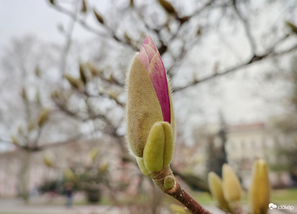Beindult a magnóliavirágzás a szegedi Széchenyi téren... 