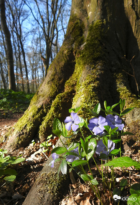 Természet