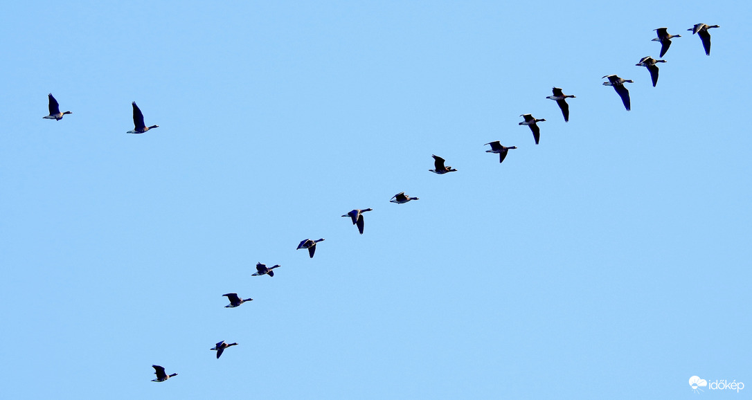 Vadlibák Bogyiszló határában 