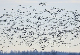 Vadlibák Bogyiszló határában 