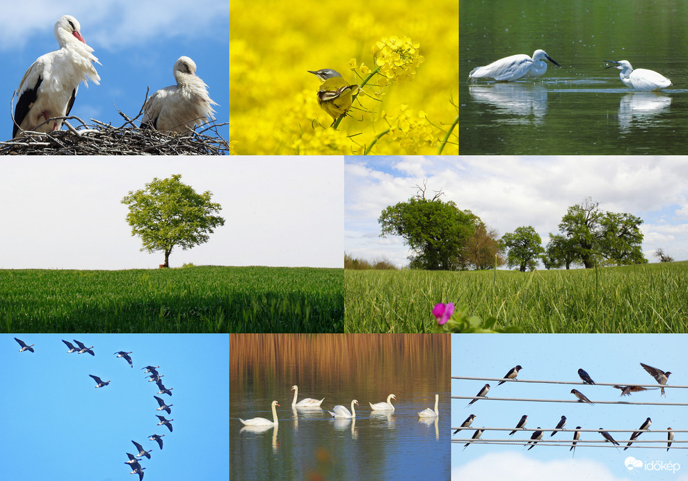 Május 10. Madarak és fák napja