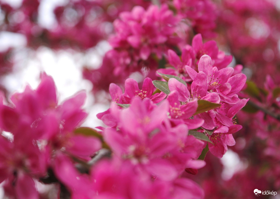 Rózsaszín tavasz :)