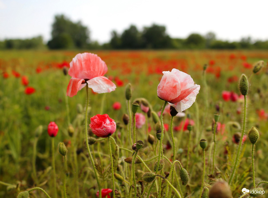 Kopott színben is olyan szépek :)