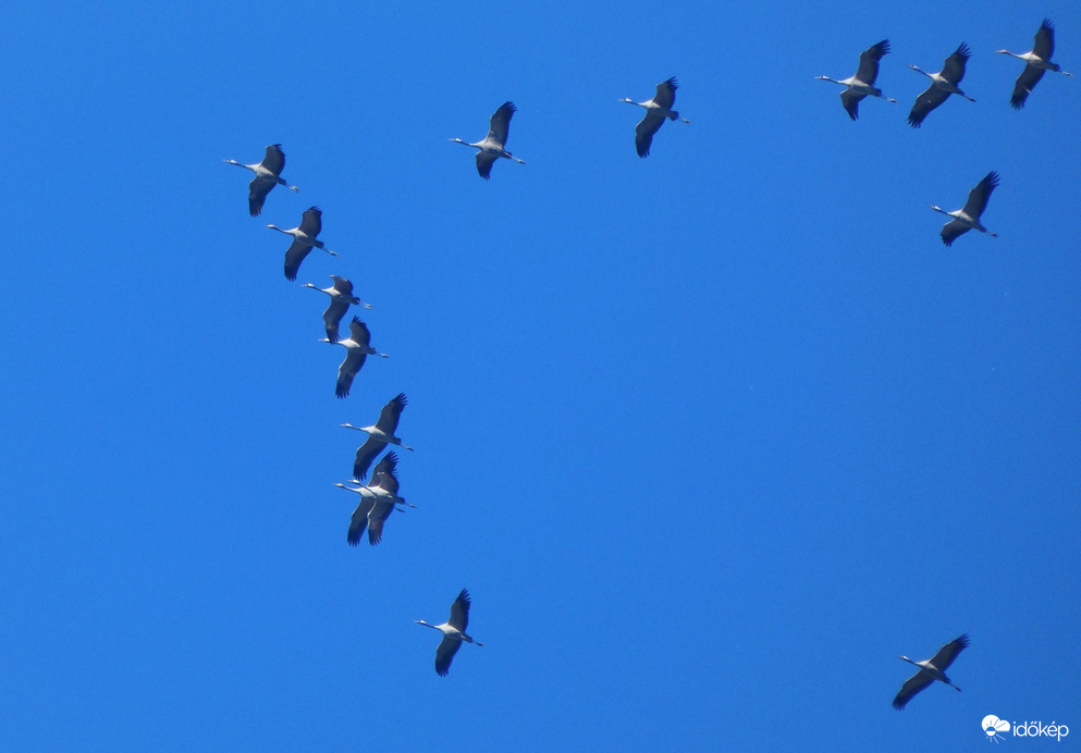 Darvak vonulása (2)