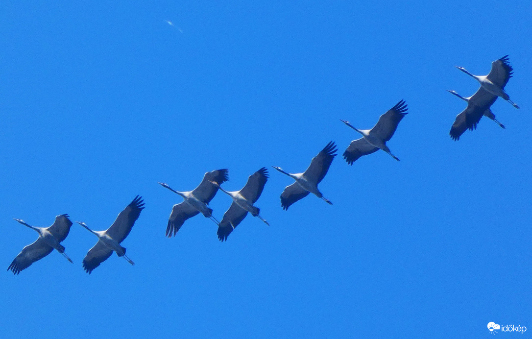 Darvak vonulása (3)