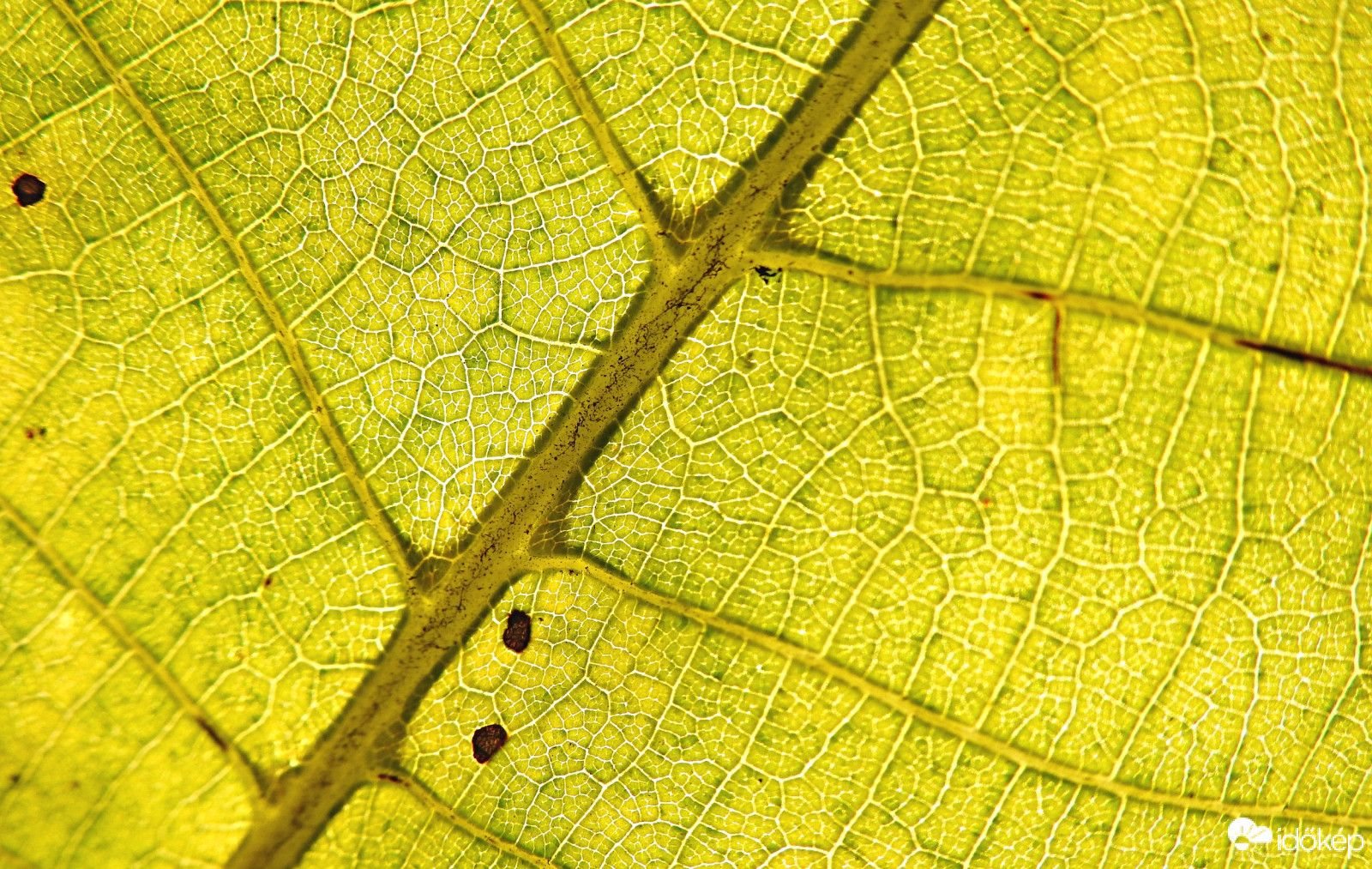Diófa levél erezete :)