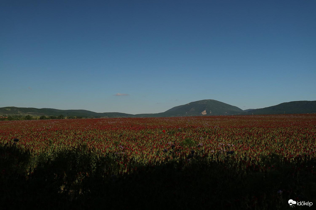 Természet