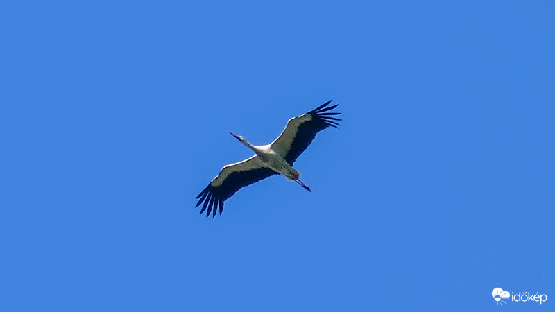 Száll a gólya 