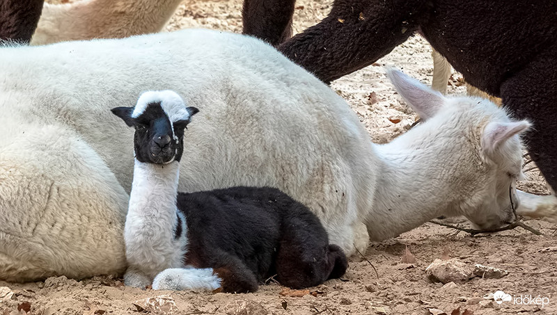 Alpaka bébi anya mellett
