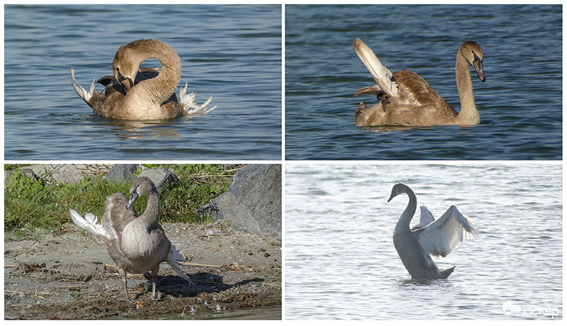 Angyalszárny - betegség