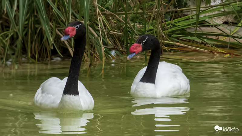 Feketenyakú hattyú
