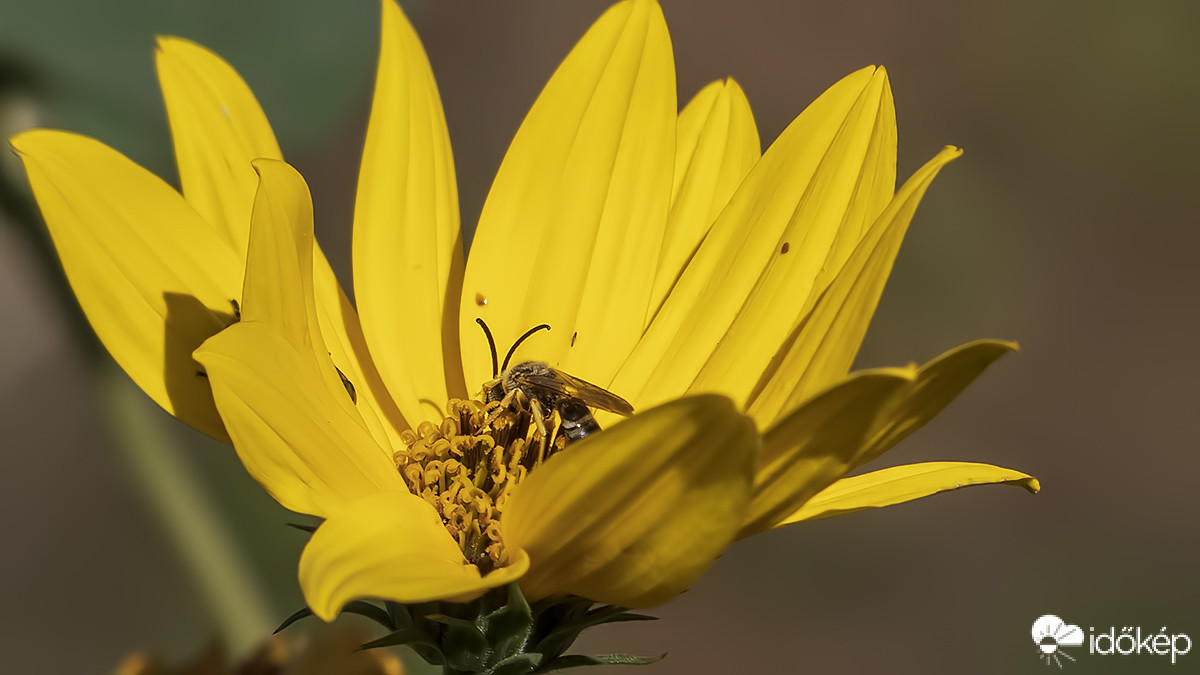 Beolvadás folyamatban