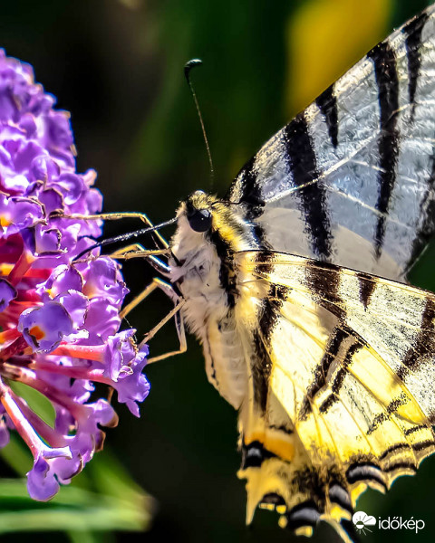 Kardfarkú pillangó