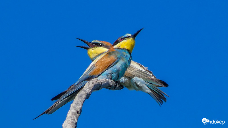 Gyurgyalag - Marops apiaster