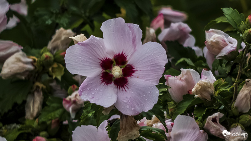 Esőcseppes hibiszkusz virág