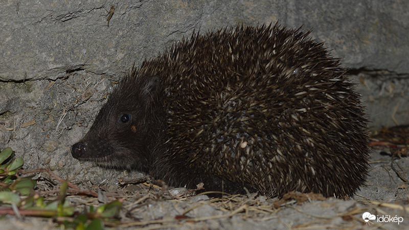 Fekete szőrű süni