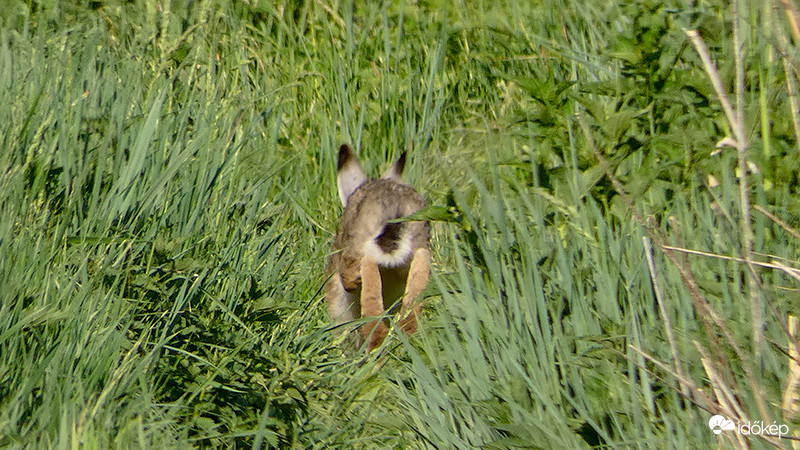 Felvette a nyúlcipőt