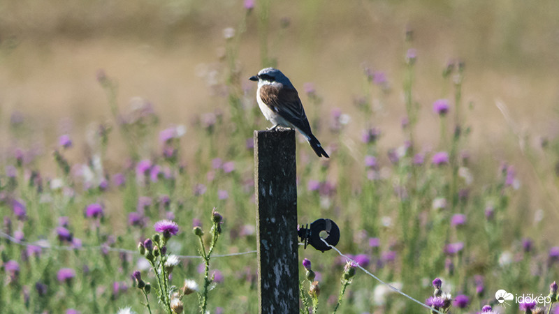 Tövisszúró gébics